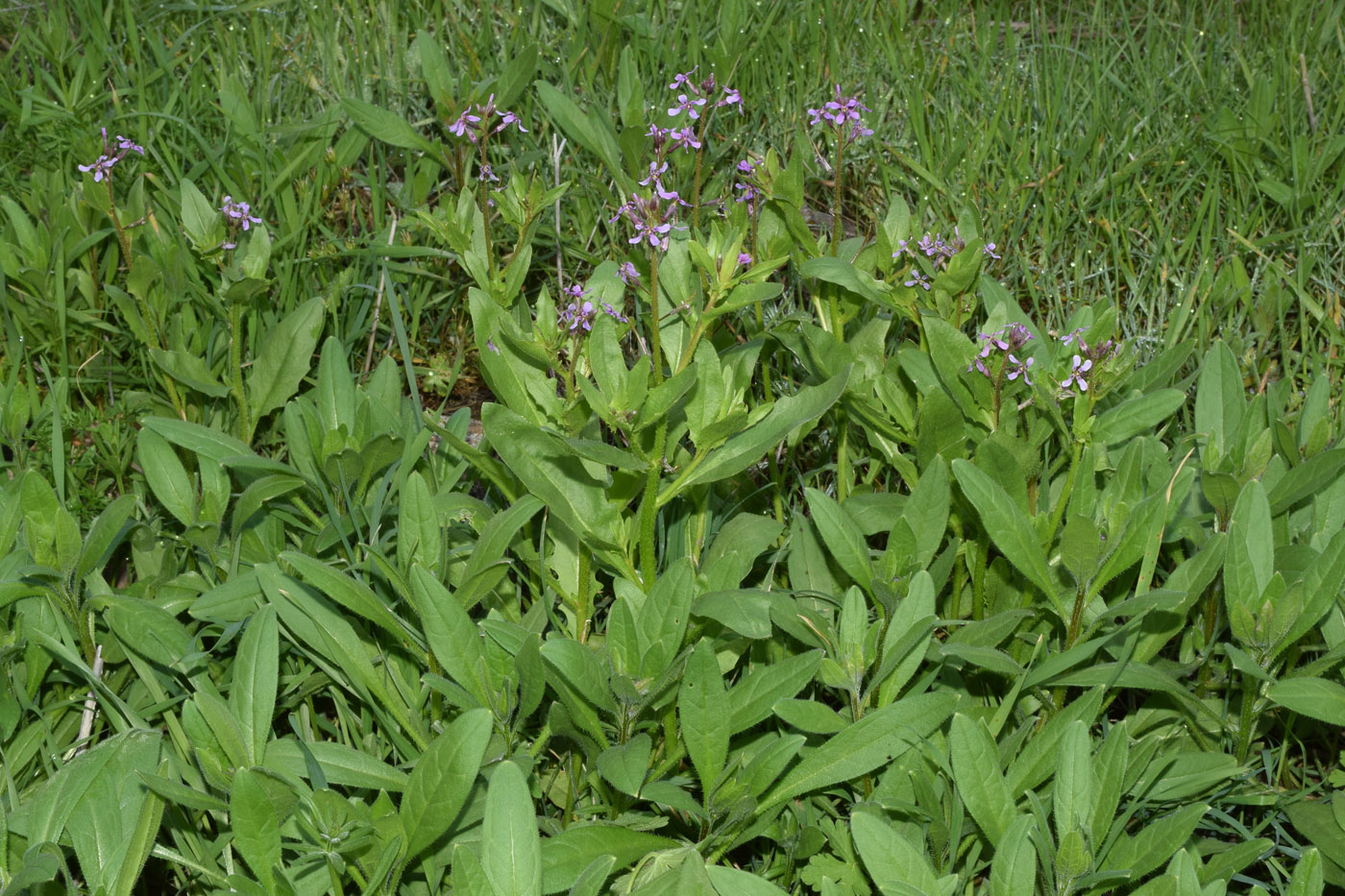 Image of Chorispora tenella specimen.