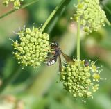 Archangelica decurrens. Расцветающие зонтички с кормящейся осой Cerceris sp. Казахстан, Восточно-Казахстанская обл., Уланский р-н, окр. с. Украинка, луг. 27.06.2008.