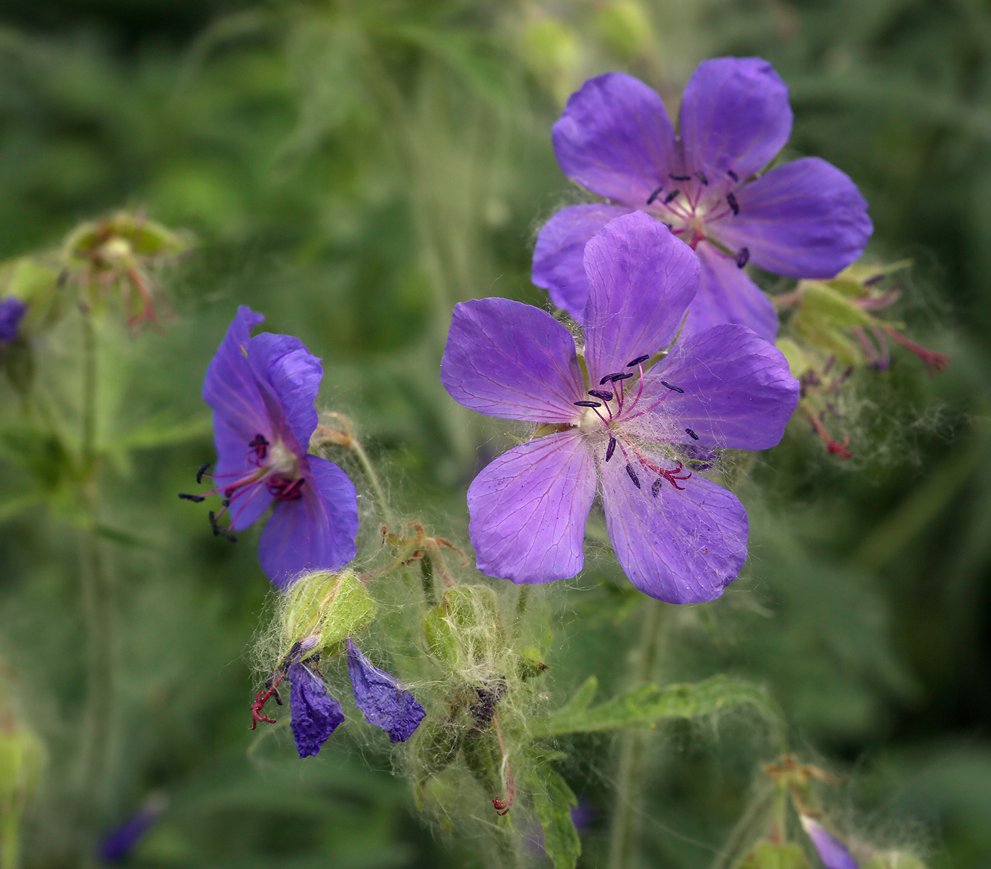 Изображение особи Geranium pratense.