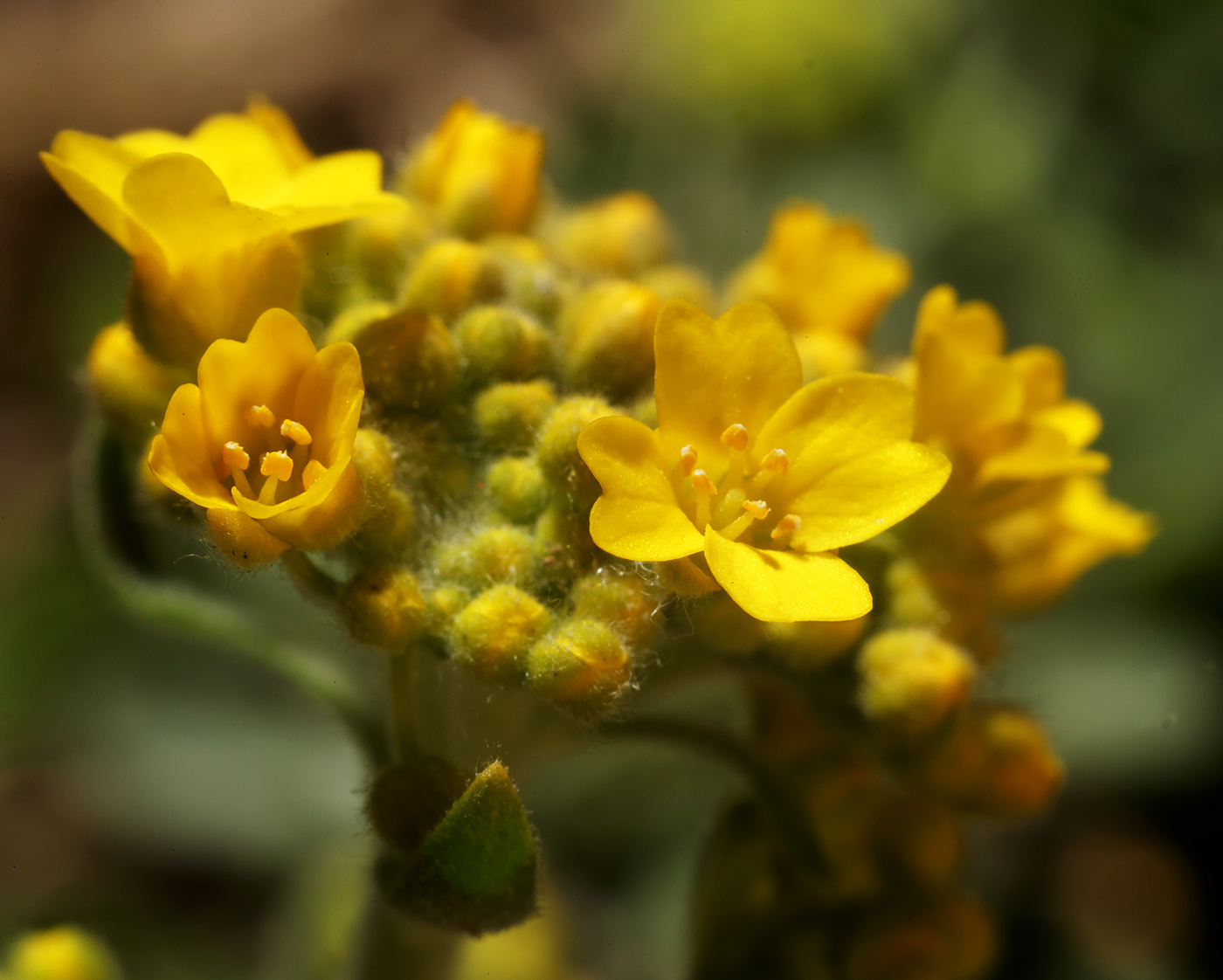 Image of Aurinia saxatilis specimen.