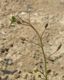 Hymenolobus procumbens. Верхушка соцветия с цветками и завязавшимися плодами. Крым, Советский р-н, 8 км к северу от пос. Дмитровка, побережье залива Сиваш на границе заказника \"Присивашский\", солончак. 21 апреля 2019 г.