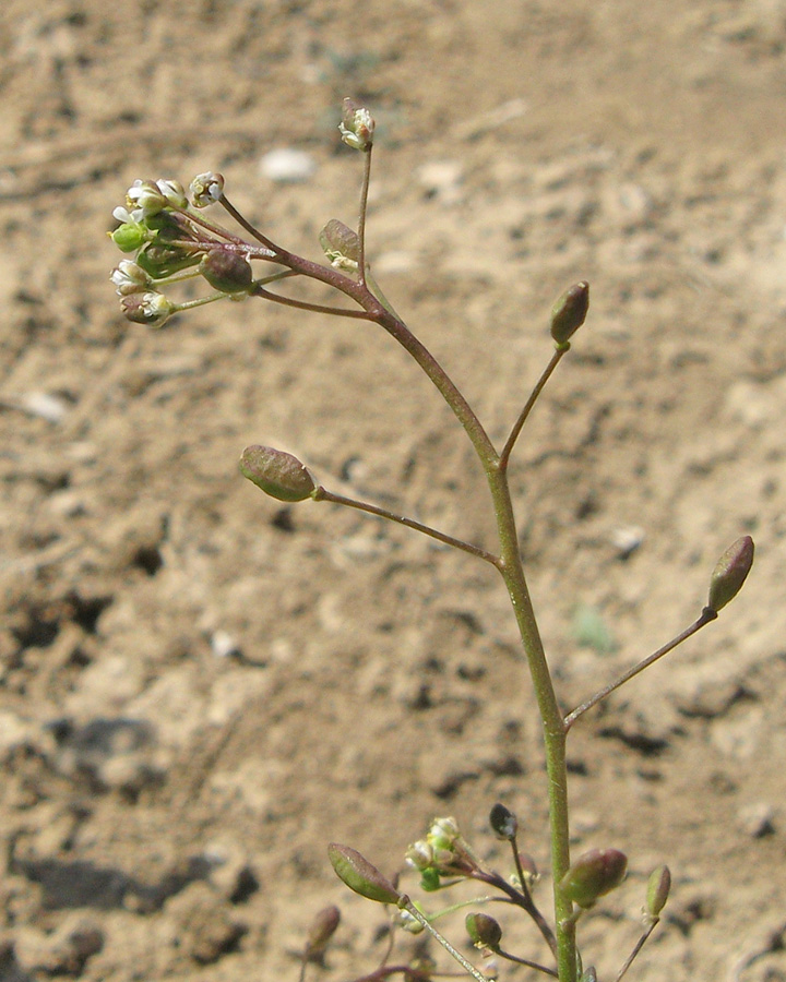 Изображение особи Hymenolobus procumbens.