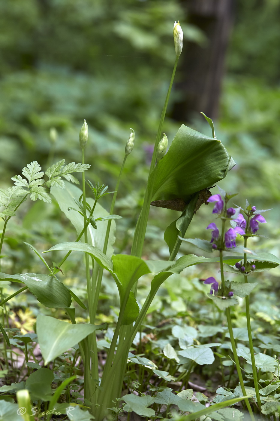 Изображение особи Allium ursinum.