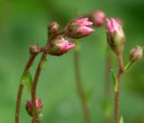 Saxifraga × arendsii. Верхушки побегов с бутонами. Московская обл., Раменский р-н, окр. дер. Хрипань, садовый участок. 10.05.2019.