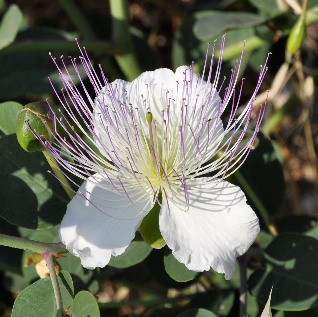 Изображение особи род Capparis.