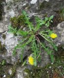 genus Taraxacum. Цветущее растение. Дагестан, г/о Махачкала, гора Тарки-Тау, затенённый скальный выход. 21.04.2019.