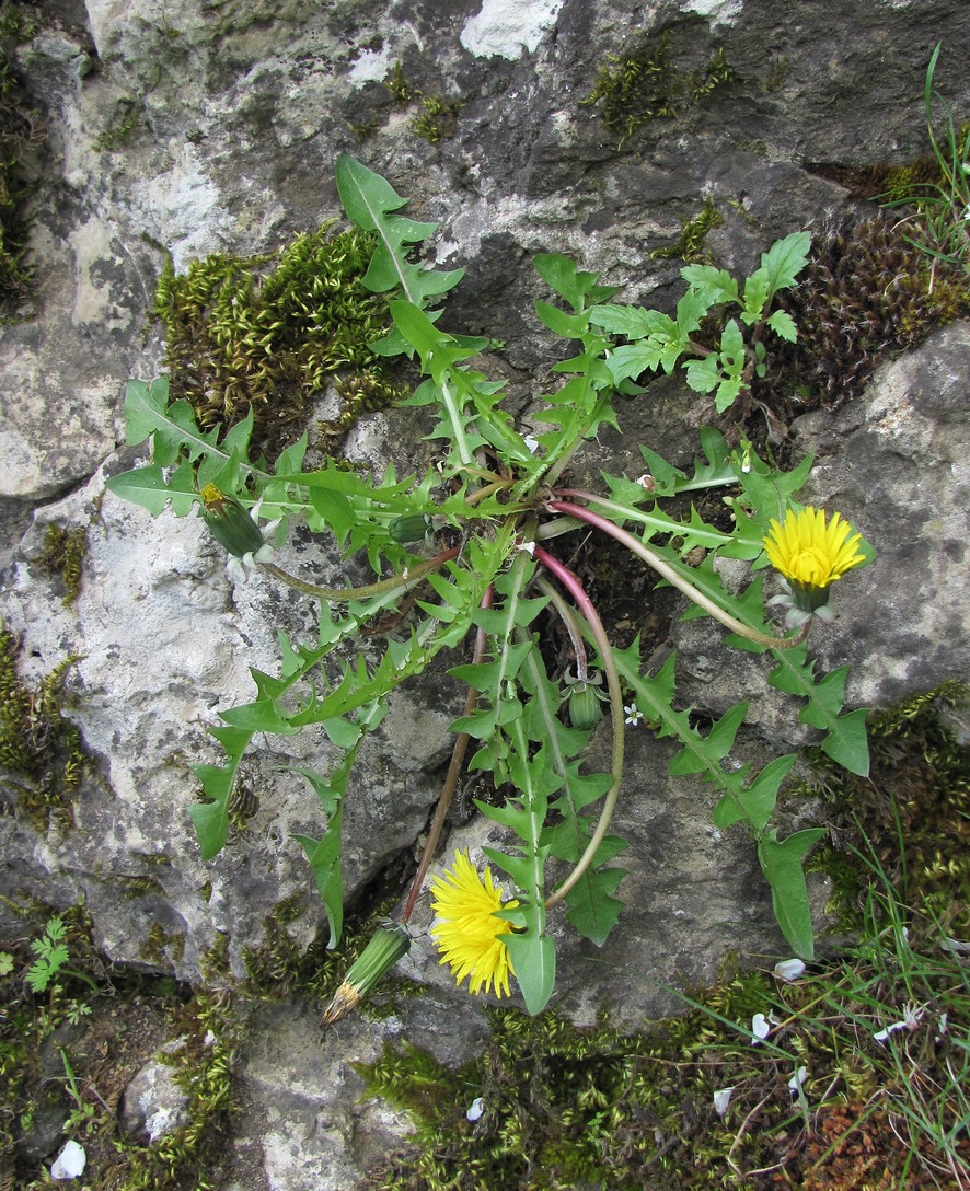 Изображение особи род Taraxacum.