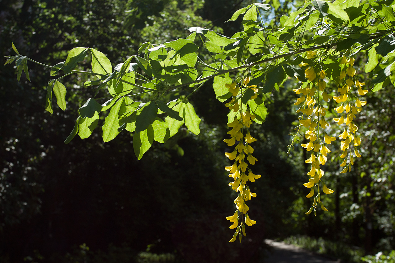 Изображение особи Laburnum anagyroides.