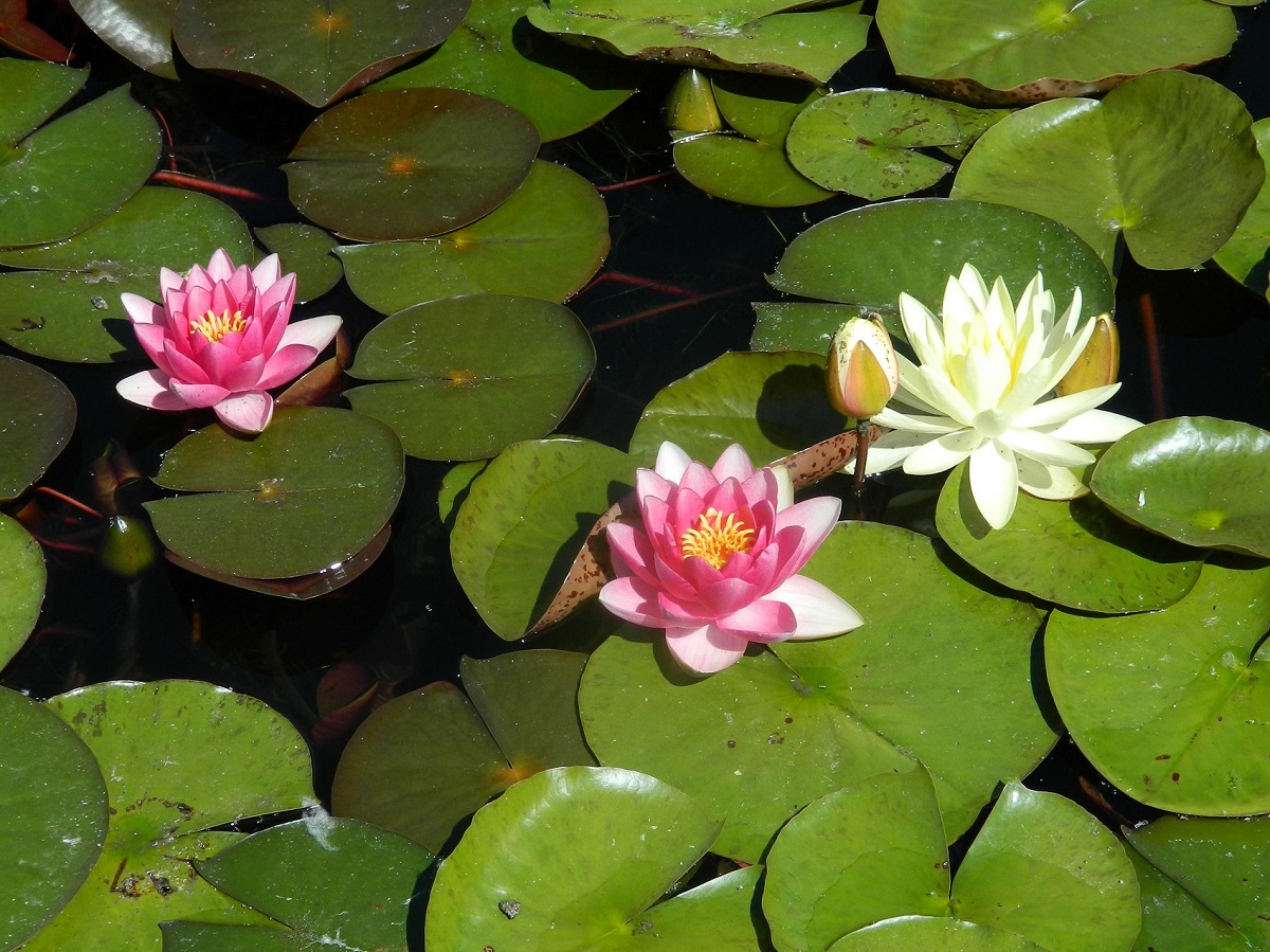 Image of Nymphaea &times; marliacea specimen.