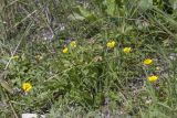 Potentilla reptans. Группа цветущих растений. Крым, Бахчисарайский р-н, с. Новоульяновка, открытый каменистый берег водохранилища. 05.07.2019.