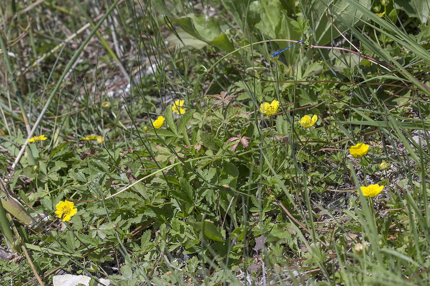 Изображение особи Potentilla reptans.