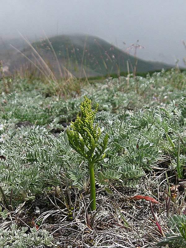 Image of Botrychium lanceolatum specimen.