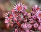 Sempervivum tectorum