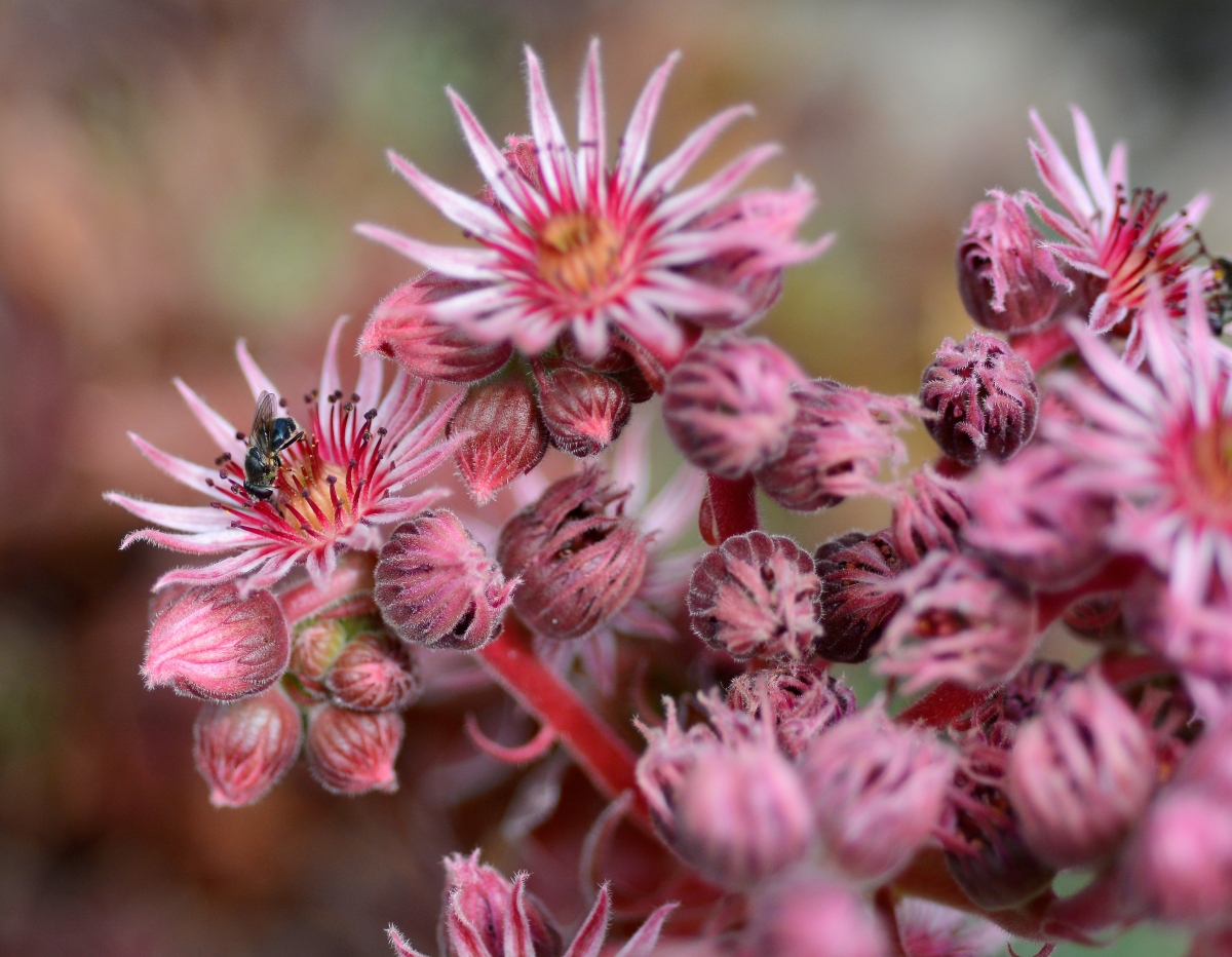 Изображение особи Sempervivum tectorum.