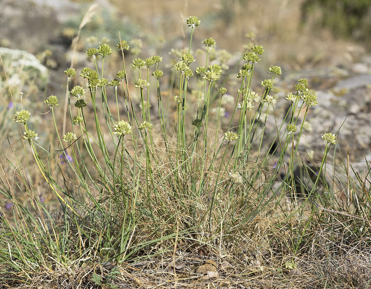 Image of Allium marschallianum specimen.