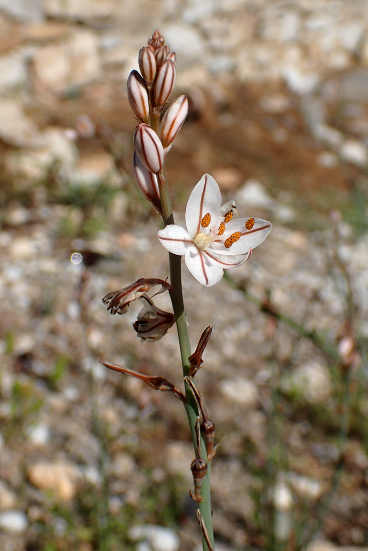 Изображение особи Asphodelus fistulosus.