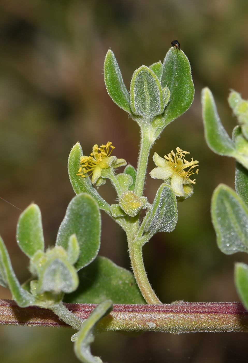 Image of Tetragonia decumbens specimen.