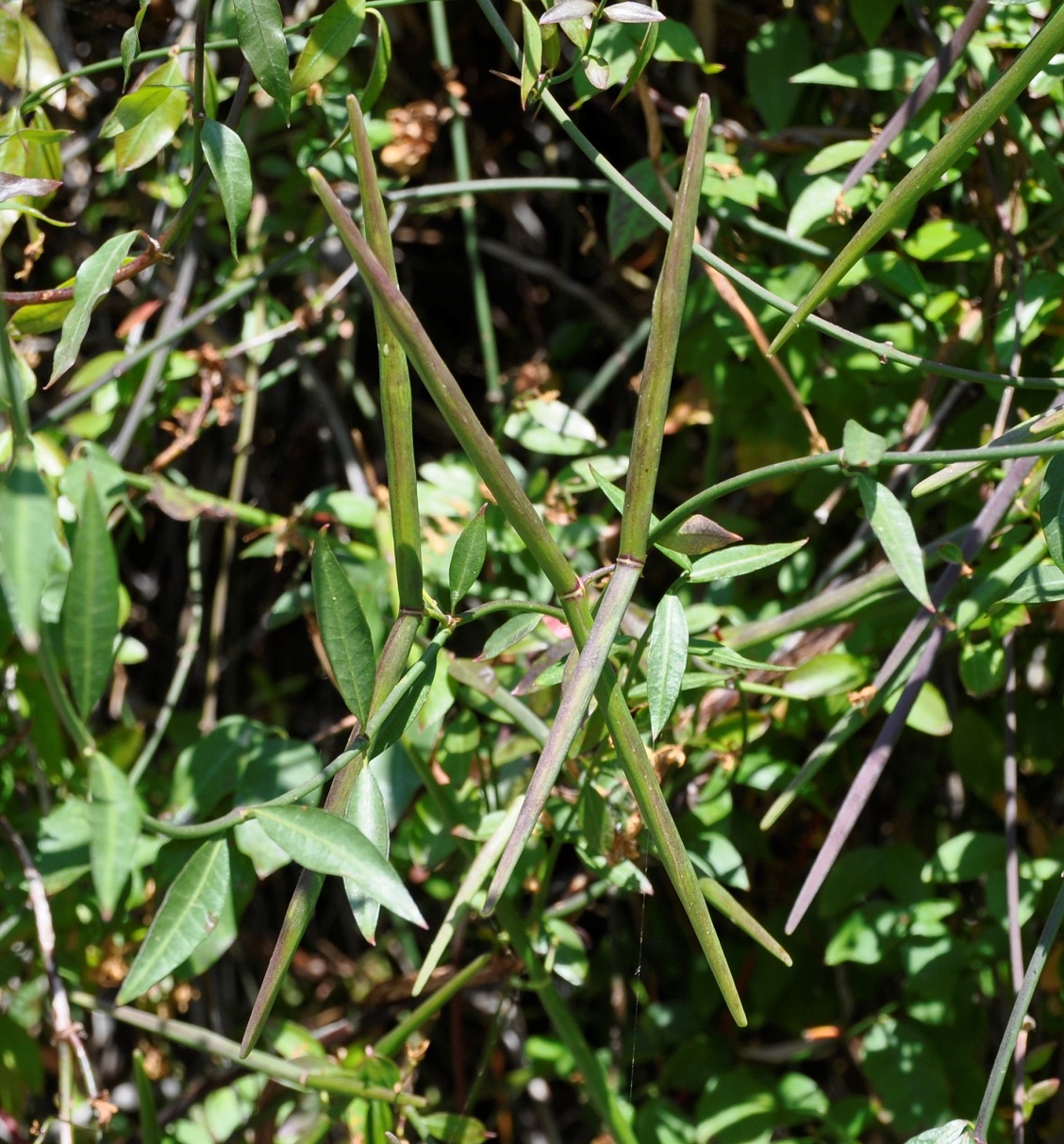 Изображение особи Cyprinia gracilis.