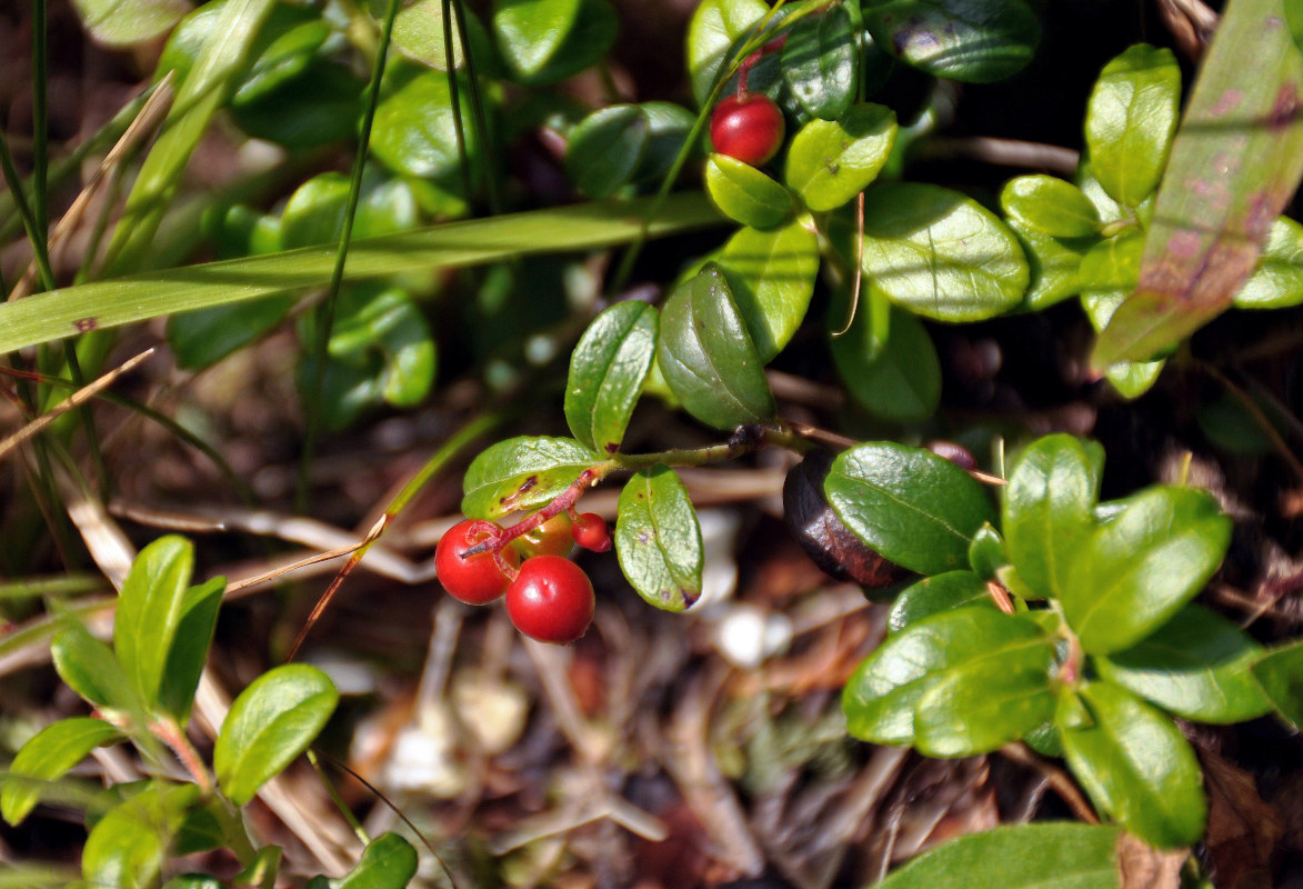 Image of Vaccinium vitis-idaea specimen.