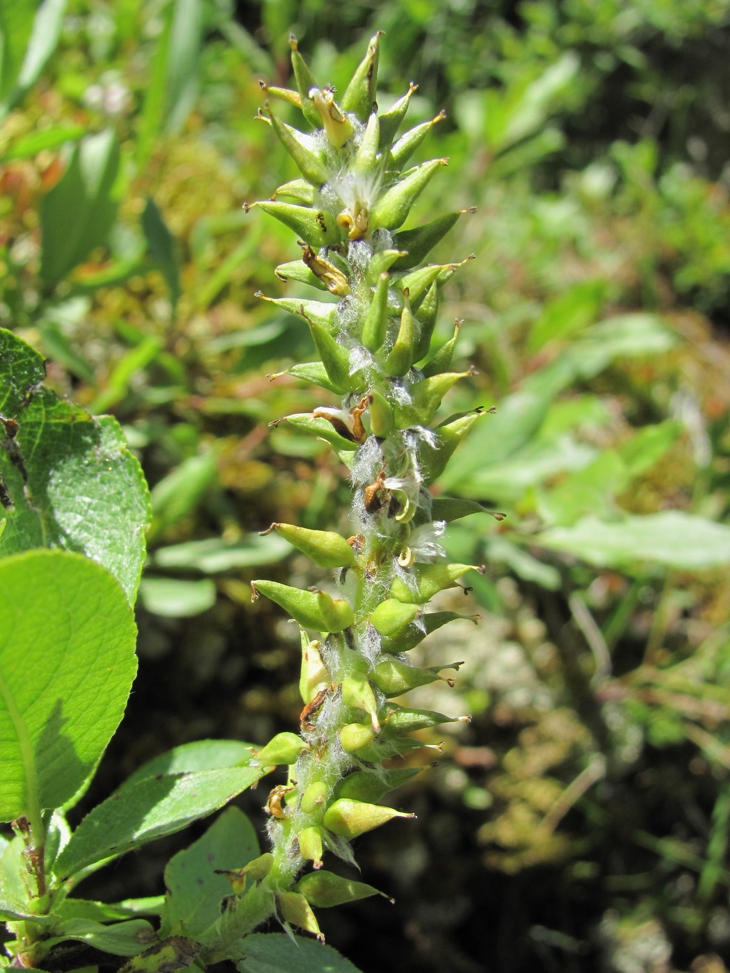 Image of Salix apoda specimen.