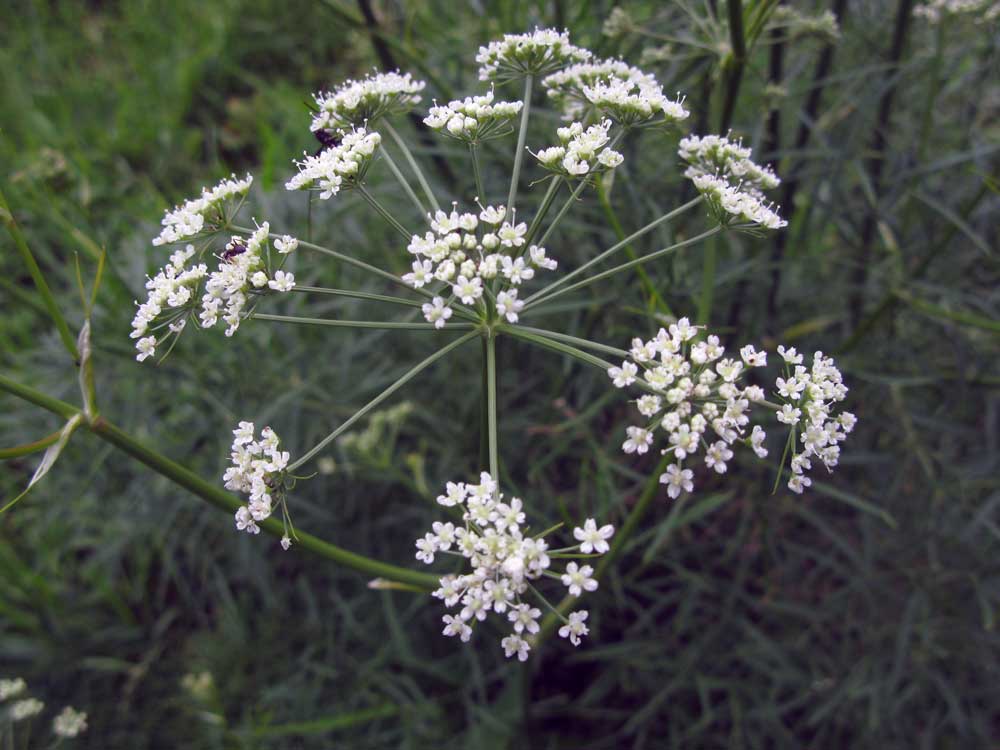 Image of Cenolophium fischeri specimen.