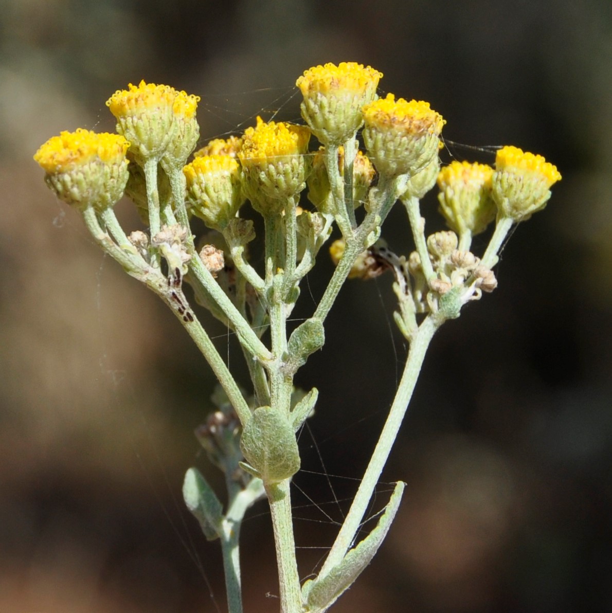 Изображение особи Pyrethrum majus.