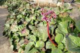 Bergenia crassifolia