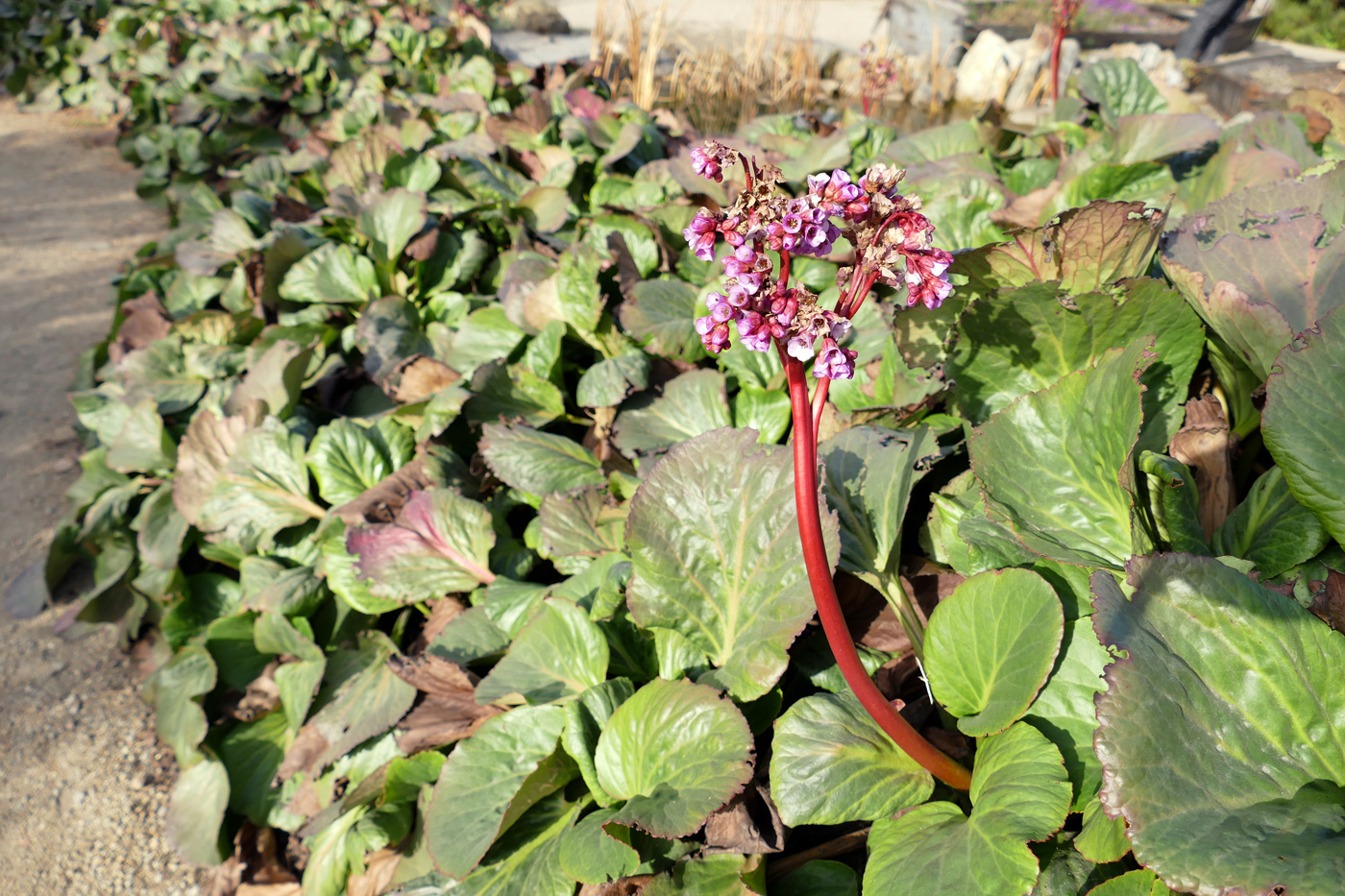 Image of Bergenia crassifolia specimen.