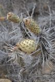 Miqueliopuntia miquelii