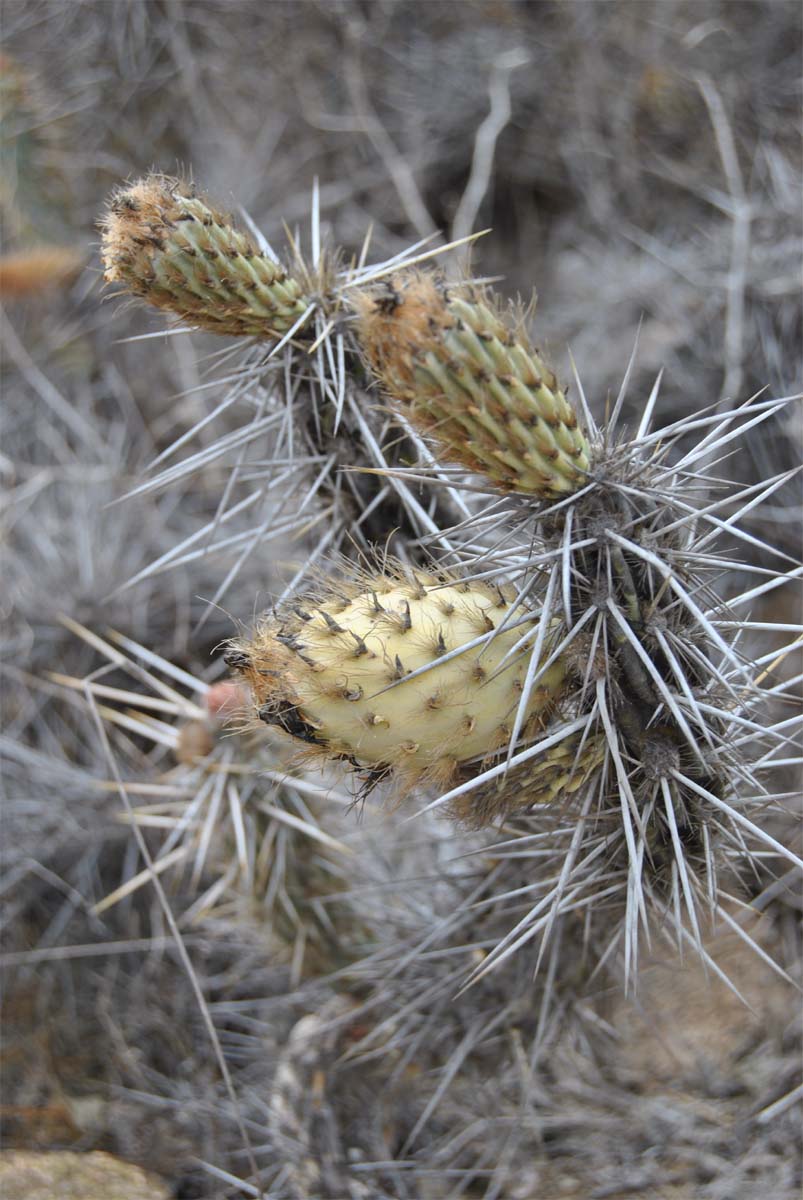 Изображение особи Miqueliopuntia miquelii.