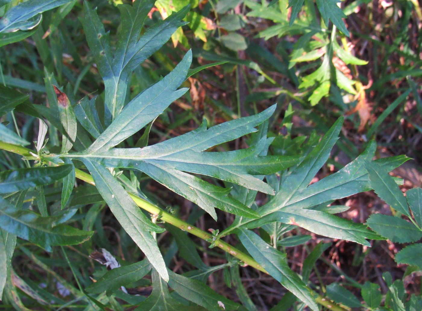 Изображение особи Artemisia vulgaris.