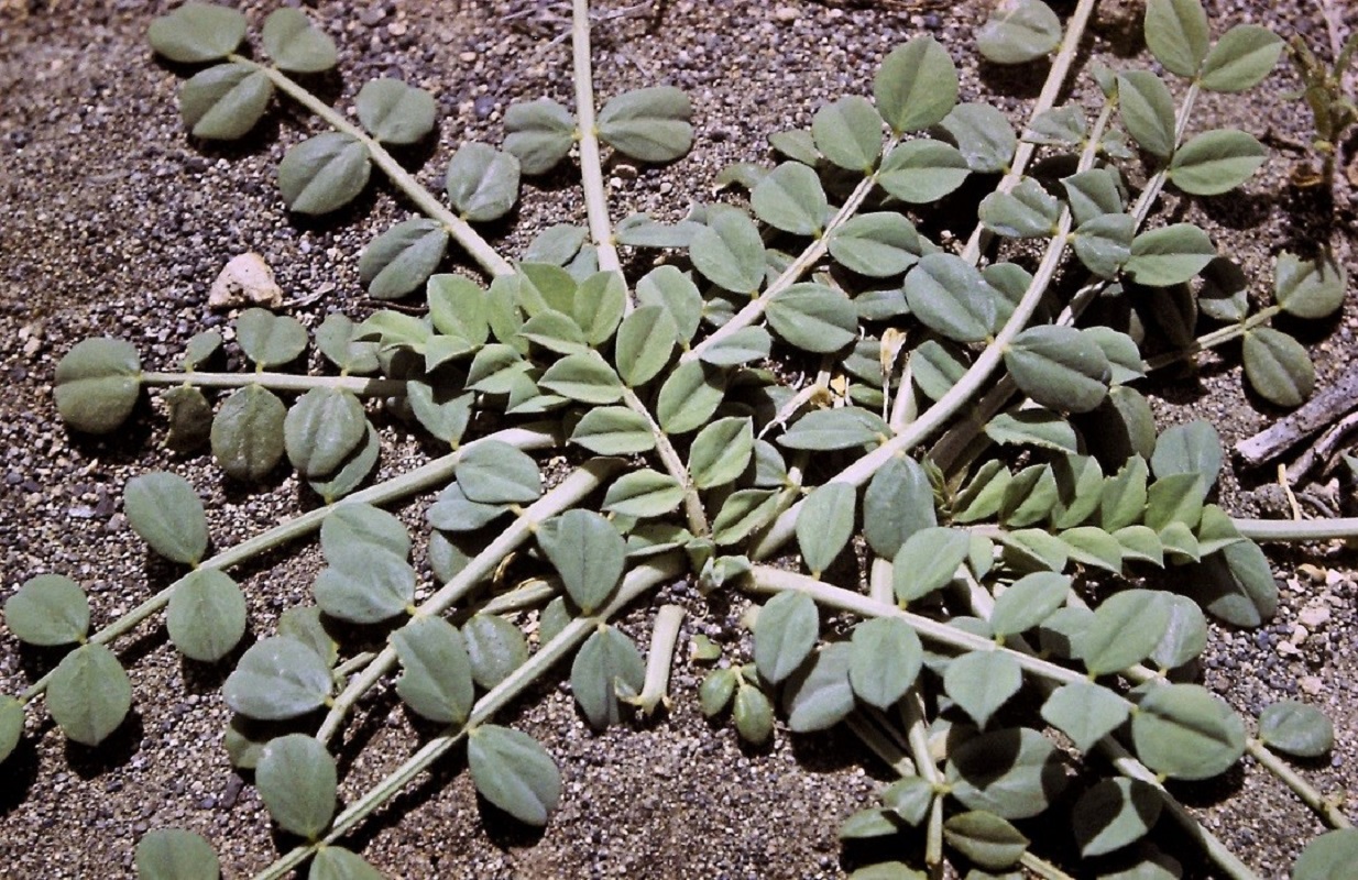 Image of Astragalus paradoxus specimen.
