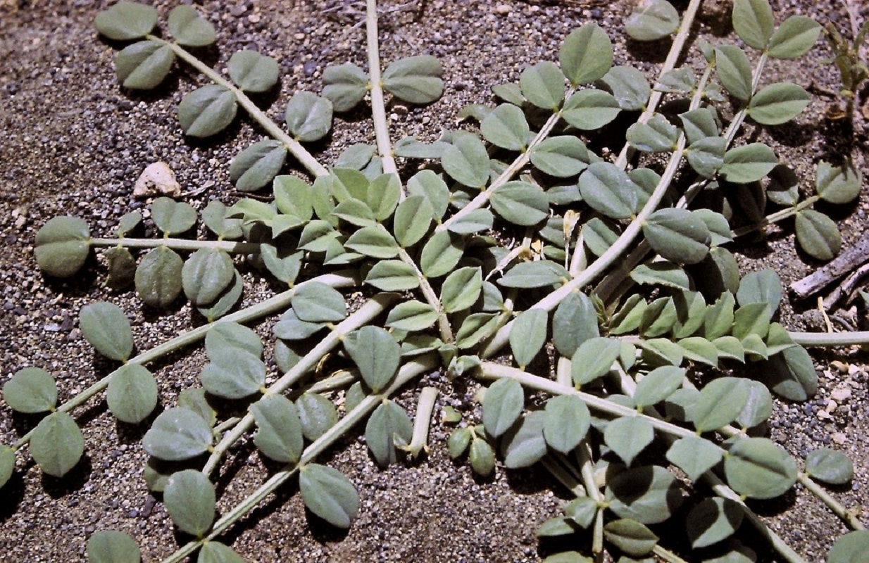 Изображение особи Astragalus paradoxus.