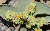 Waltheria ovata. Соцветия с кормящейся бабочкой. Перу, регион La Libertad, пос. Huanchaco, устье сухого русла (Rio Seco). 28.10.2019.