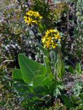 Ligularia altaica