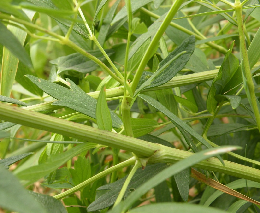 Image of Thalictrum flavum specimen.