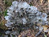 Peltigera canina
