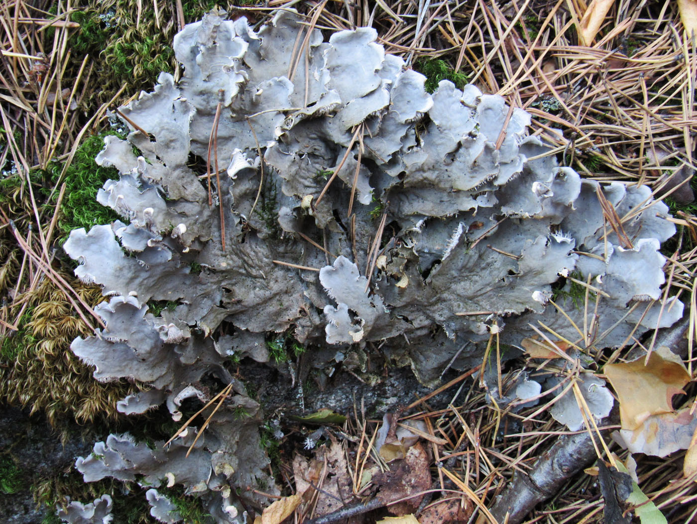 Image of Peltigera canina specimen.