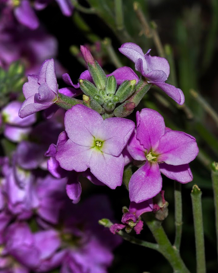 Изображение особи Matthiola incana.