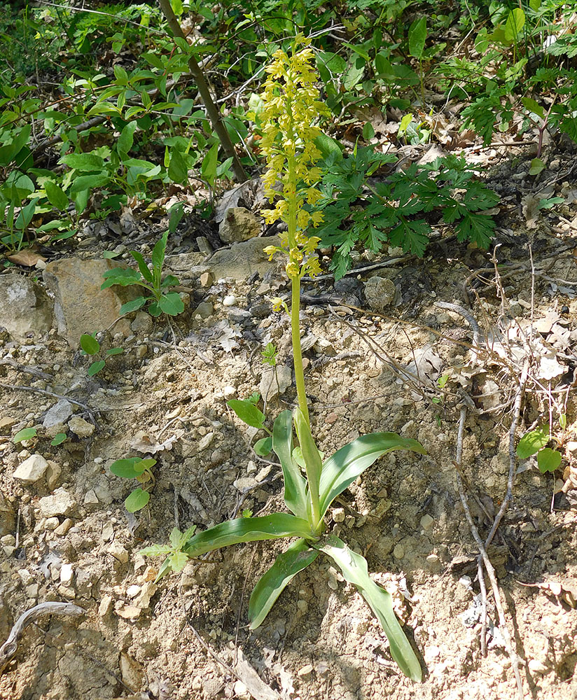 Image of Orchis punctulata specimen.