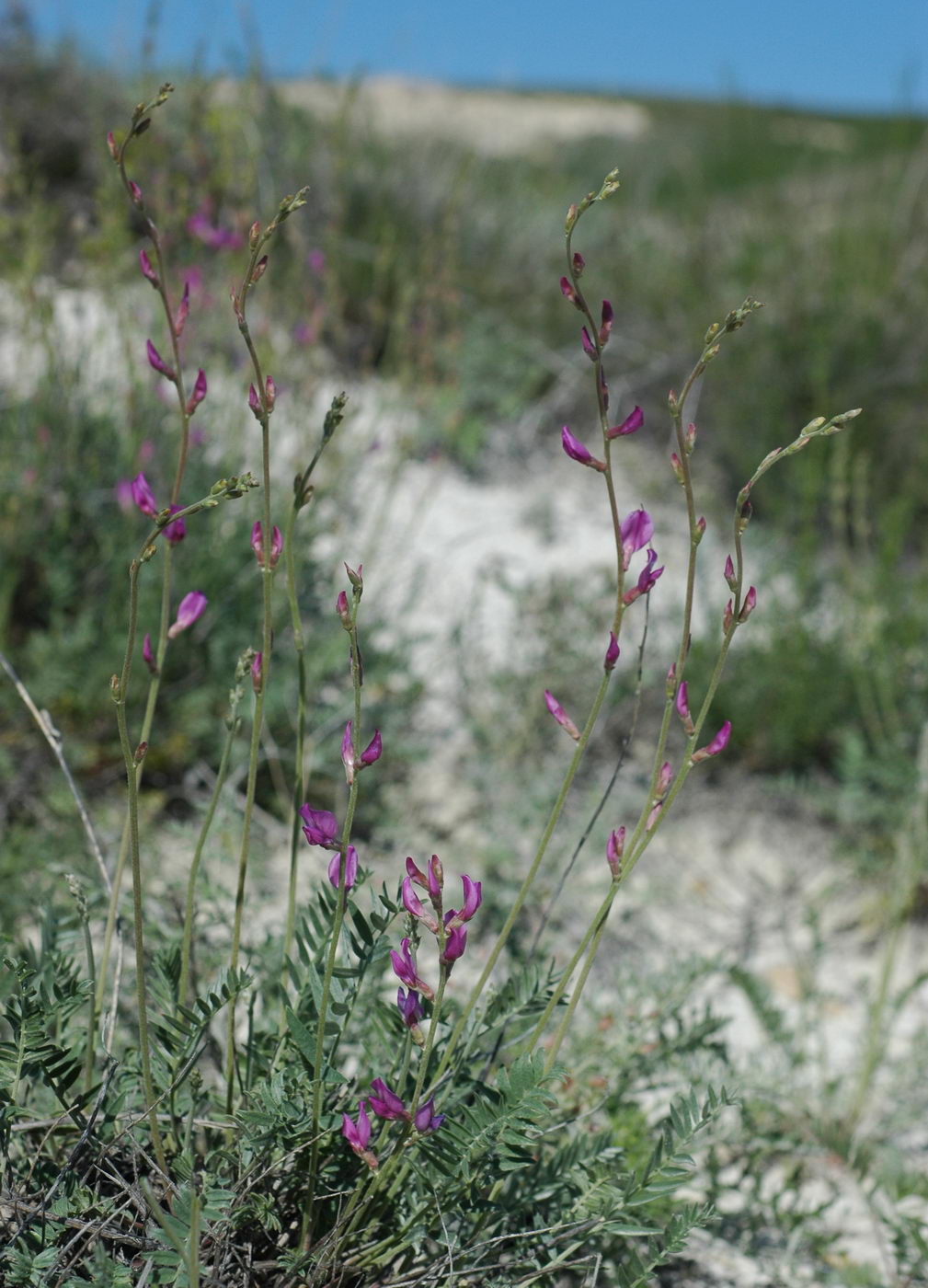 Image of Oxytropis gebleriana specimen.