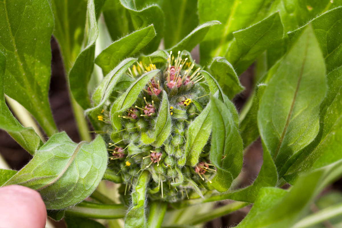 Изображение особи Solenanthus biebersteinii.