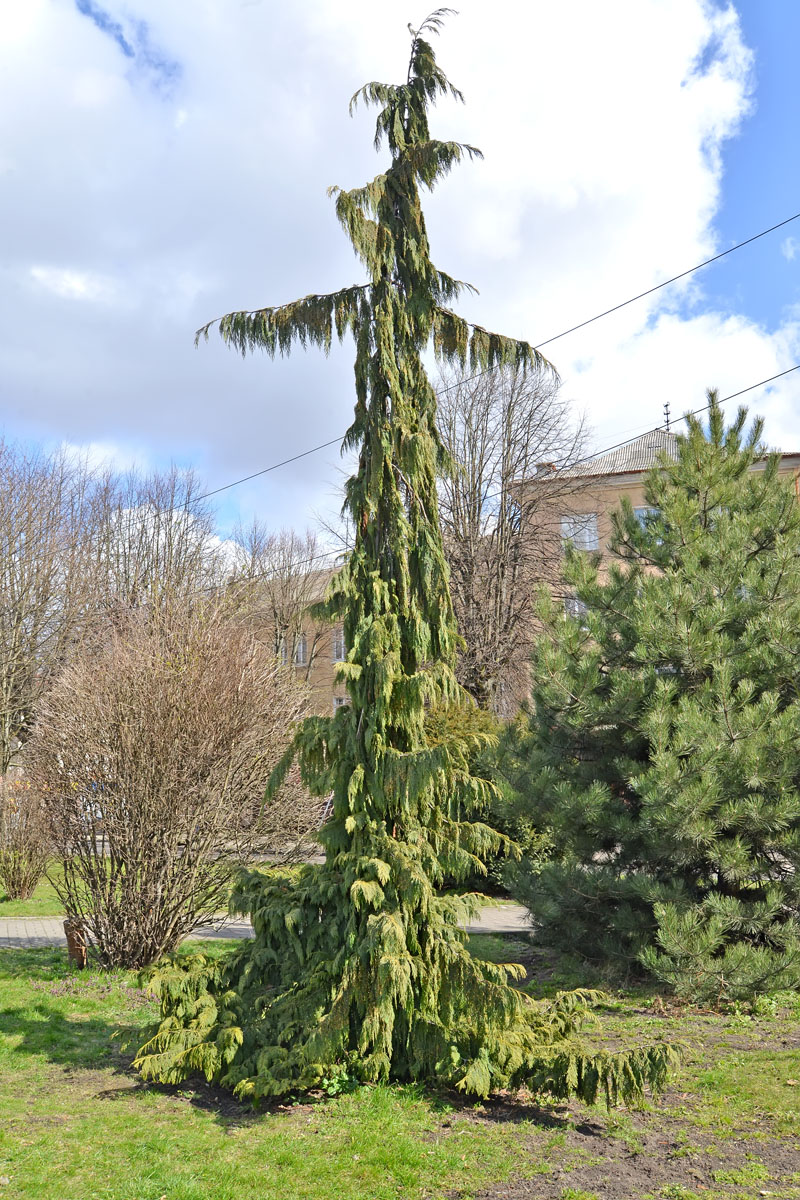 Image of Chamaecyparis nootkatensis specimen.