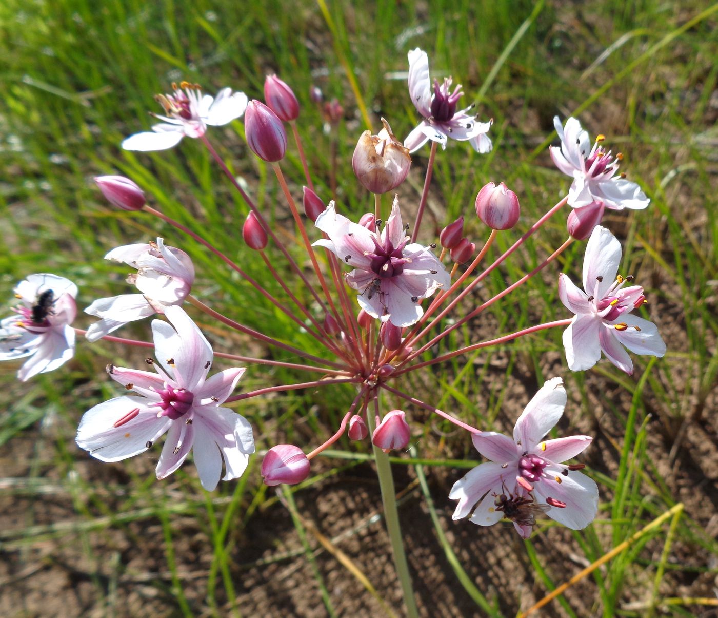 Изображение особи Butomus umbellatus.