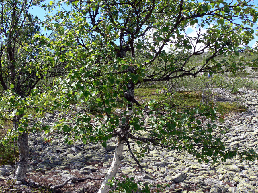 Image of Betula czerepanovii specimen.