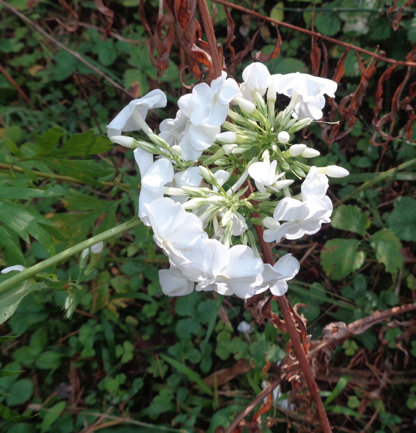 Изображение особи Phlox paniculata.