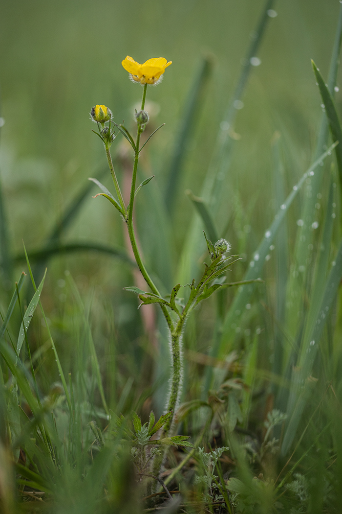 Image of Ranunculus polyanthemos specimen.