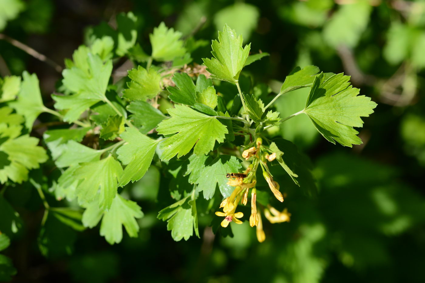 Image of Ribes aureum specimen.