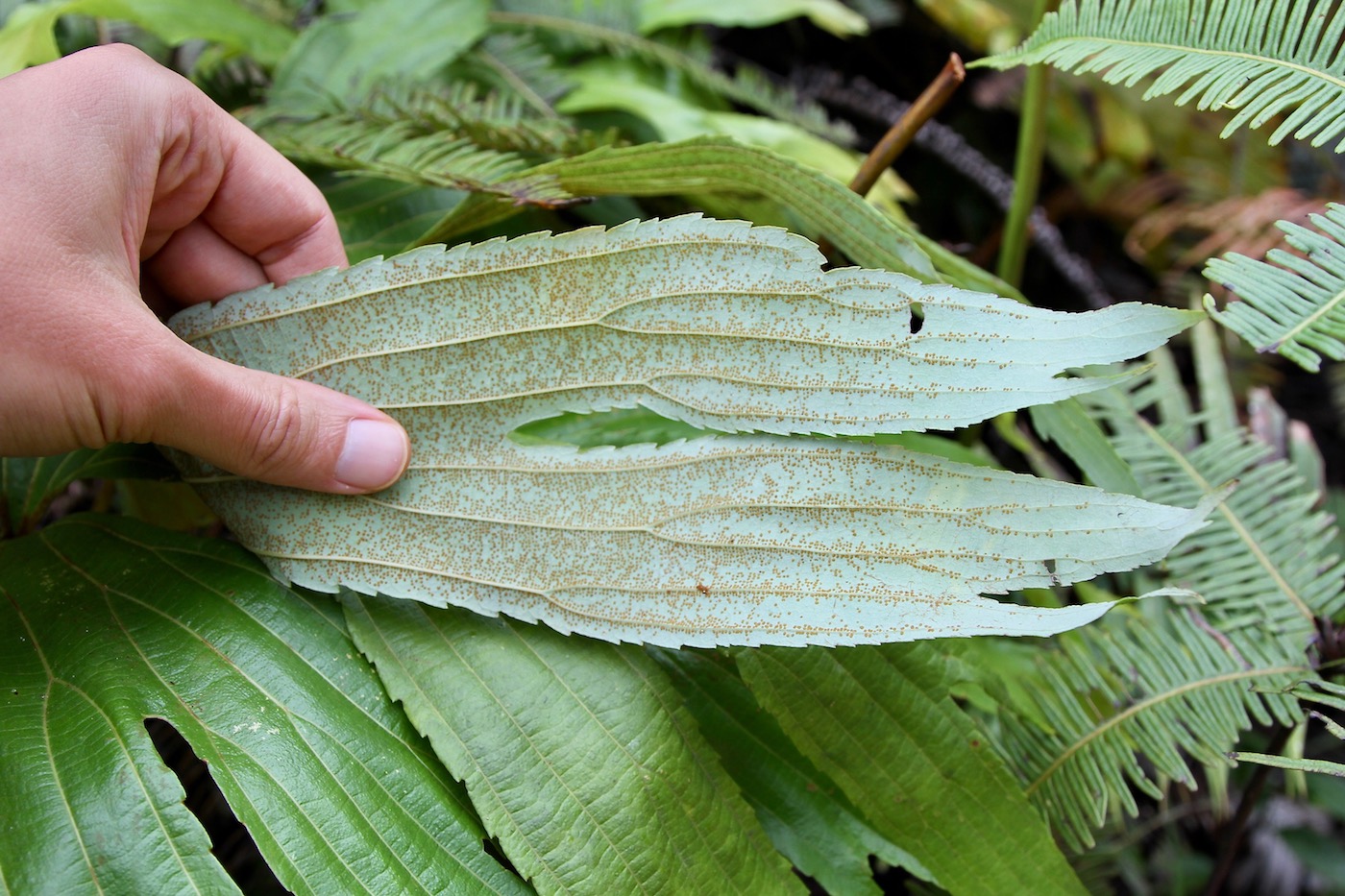 Image of Dipteris conjugata specimen.