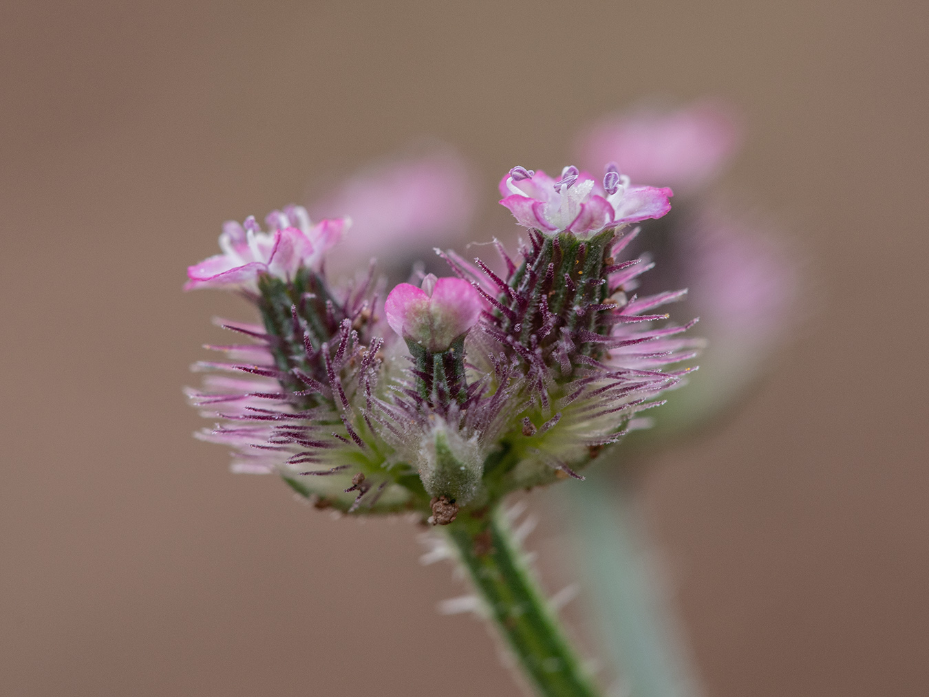 Image of Turgenia latifolia specimen.